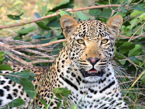 Witness Safari Splendor at Singita Nwanetsi Lodge, Kruger